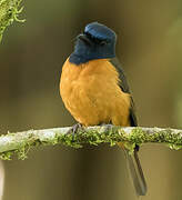 Blue-fronted Blue Flycatcher