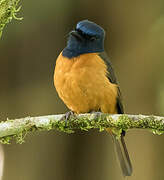 Blue-fronted Blue Flycatcher