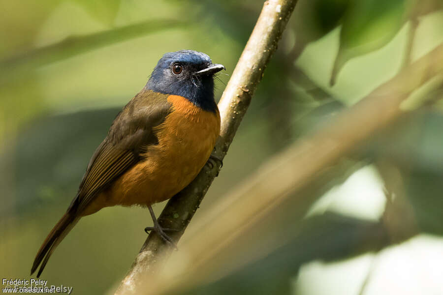 Blue-fronted Blue Flycatcher male adult, identification