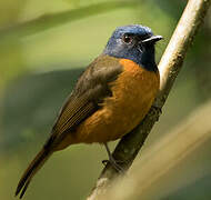 Blue-fronted Blue Flycatcher