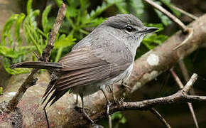 Ashy Flycatcher