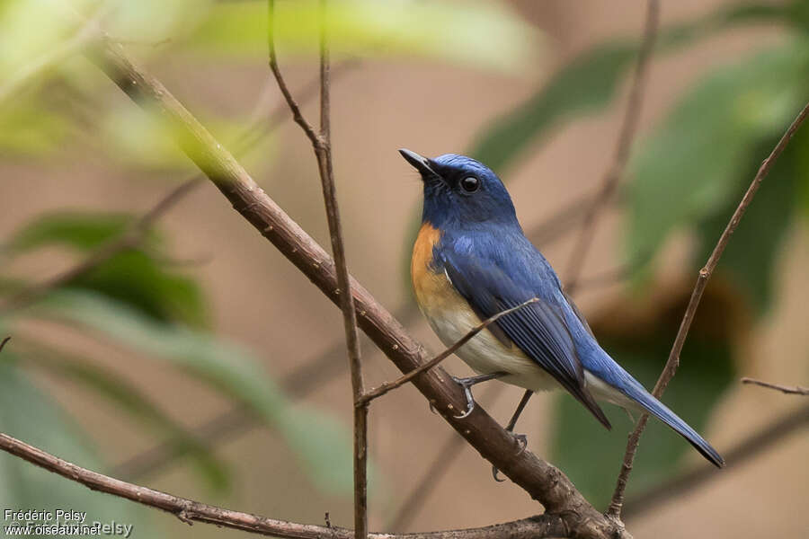 Blue-throated Blue Flycatcher male adult breeding, identification