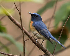 Blue-throated Blue Flycatcher