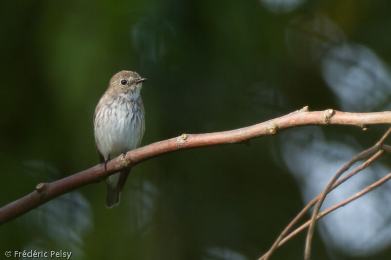 Grey-streaked Flycatcher