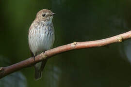 Grey-streaked Flycatcher