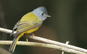 Grey-headed Canary-flycatcher