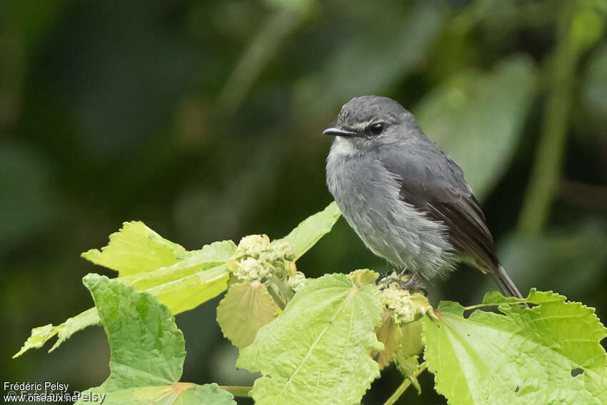 Dusky-blue Flycatcheradult, identification