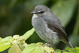 Dusky-blue Flycatcher