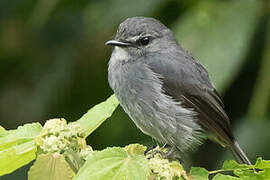 Dusky-blue Flycatcher