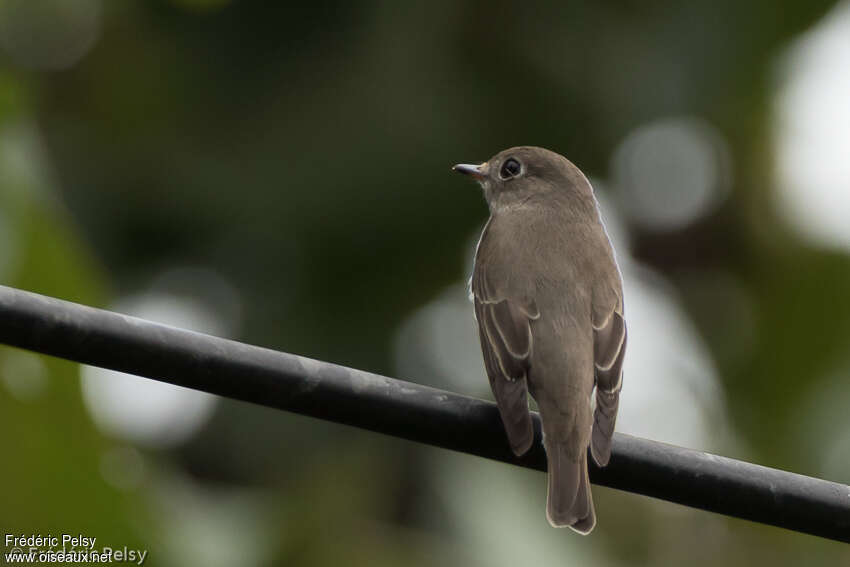 Asian Brown FlycatcherSecond year, identification, aspect, pigmentation