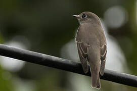 Asian Brown Flycatcher