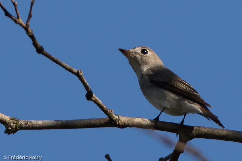 Asian Brown Flycatcher, identification