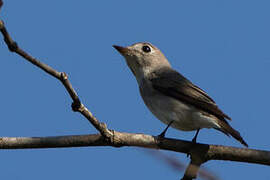 Asian Brown Flycatcher