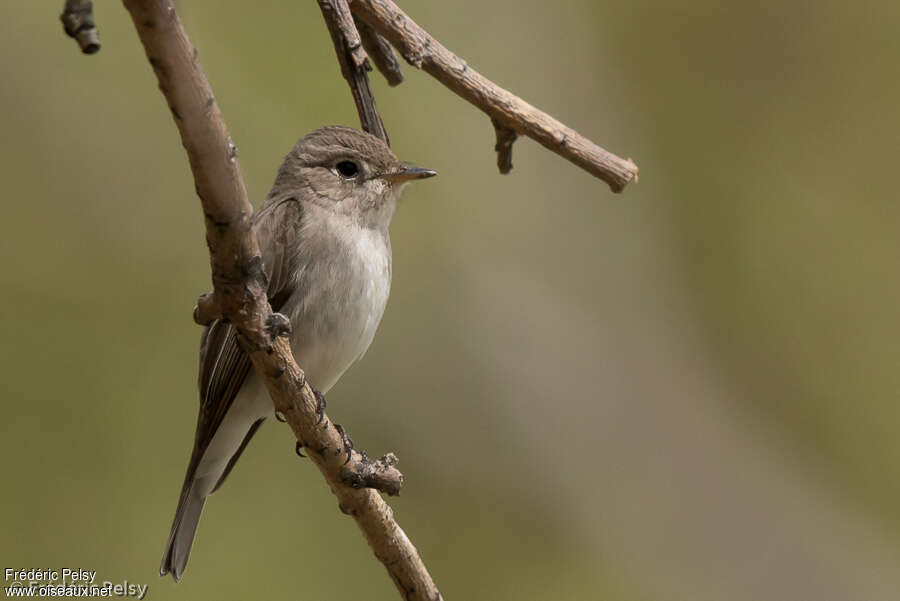 Asian Brown Flycatcheradult, identification