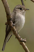 Asian Brown Flycatcher