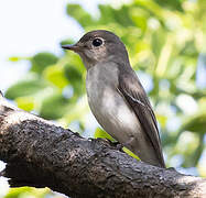 Asian Brown Flycatcher