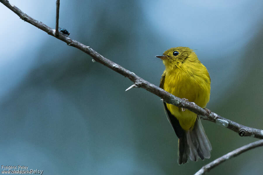 Gobemouche canari