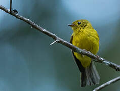 Gobemouche canari