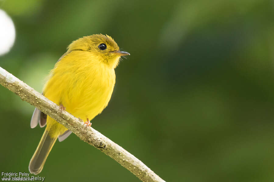 Gobemouche canari, identification