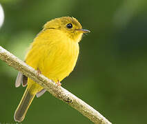 Gobemouche canari