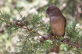 Abyssinian Slaty Flycatcher