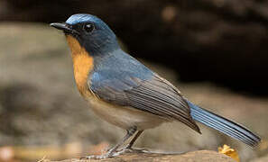 Indochinese Blue Flycatcher