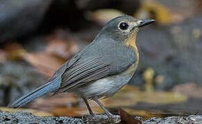 Indochinese Blue Flycatcher