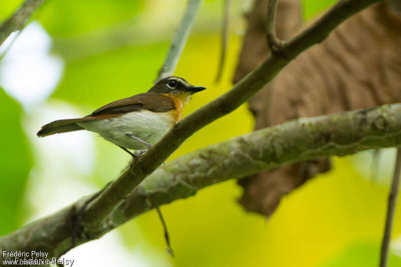 Palawan Blue Flycatcher female adult, identification