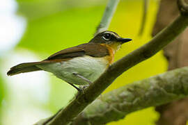 Palawan Blue Flycatcher