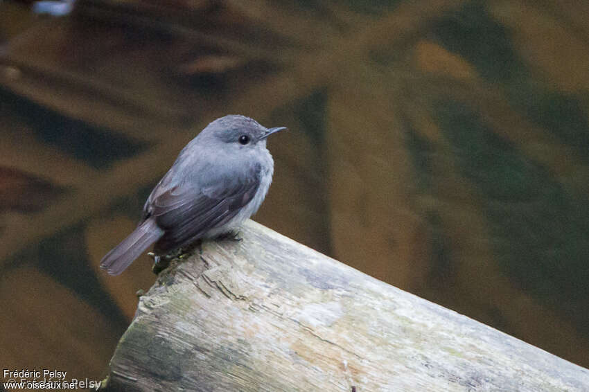 Cassin's Flycatcheradult, identification