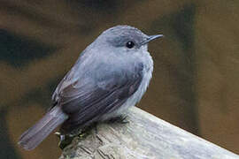 Cassin's Flycatcher