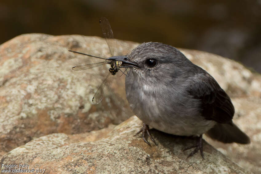 Cassin's Flycatcheradult, feeding habits