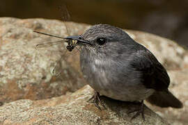 Cassin's Flycatcher