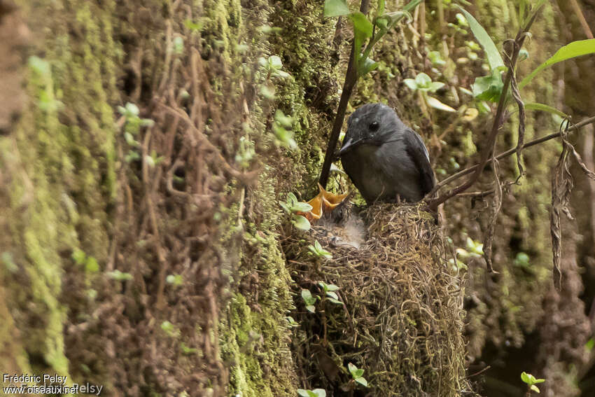 Gobemouche de Cassin, habitat, Nidification