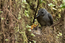 Cassin's Flycatcher