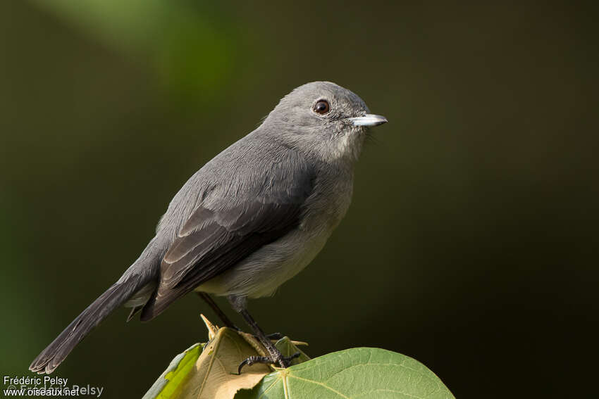 White-eyed Slaty Flycatcheradult, identification