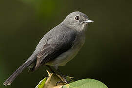 White-eyed Slaty Flycatcher