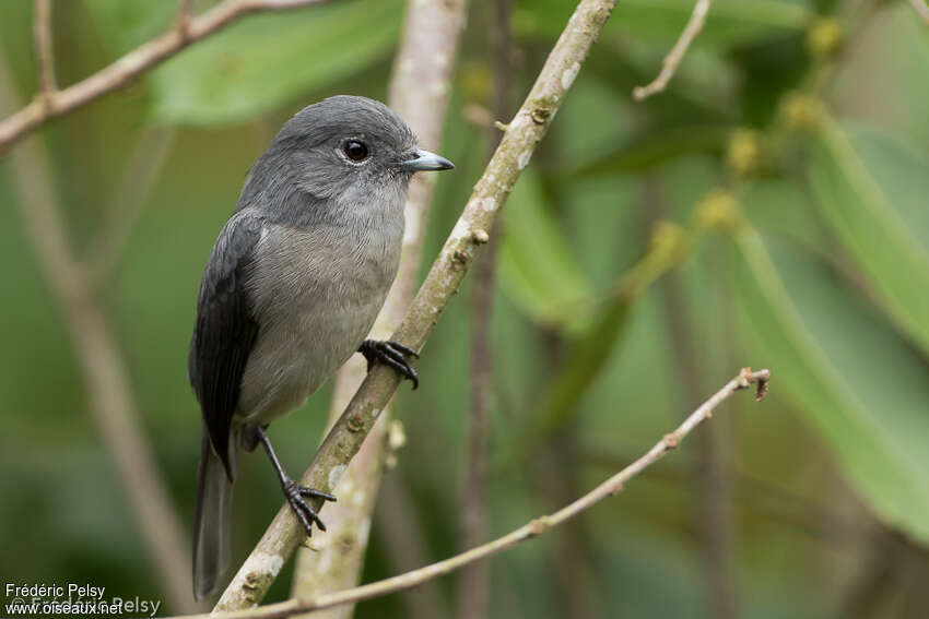 White-eyed Slaty Flycatcheradult, identification