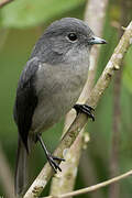 White-eyed Slaty Flycatcher