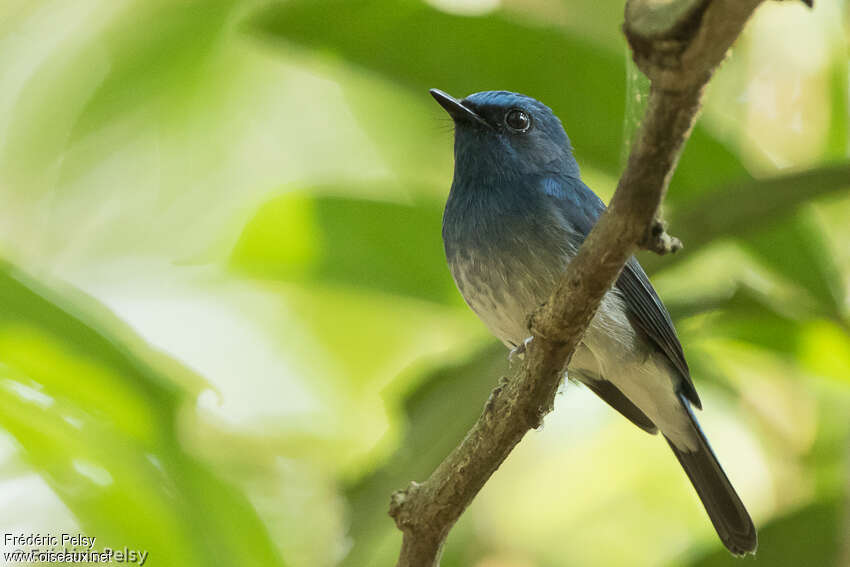 Hainan Blue Flycatcher male adult, close-up portrait