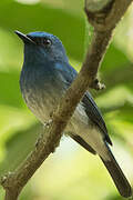 Hainan Blue Flycatcher