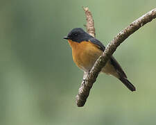 Slaty-backed Flycatcher