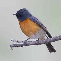 Gobemouche de Hodgson