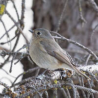 Gobemouche de Hodgson