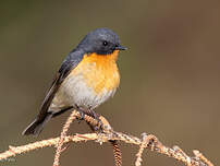 Gobemouche de Hodgson