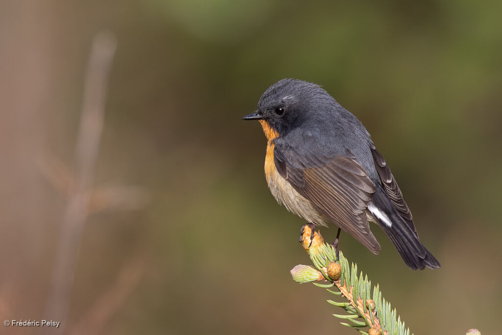 Gobemouche de Hodgson mâle 2ème année