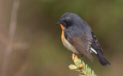 Gobemouche de Hodgson