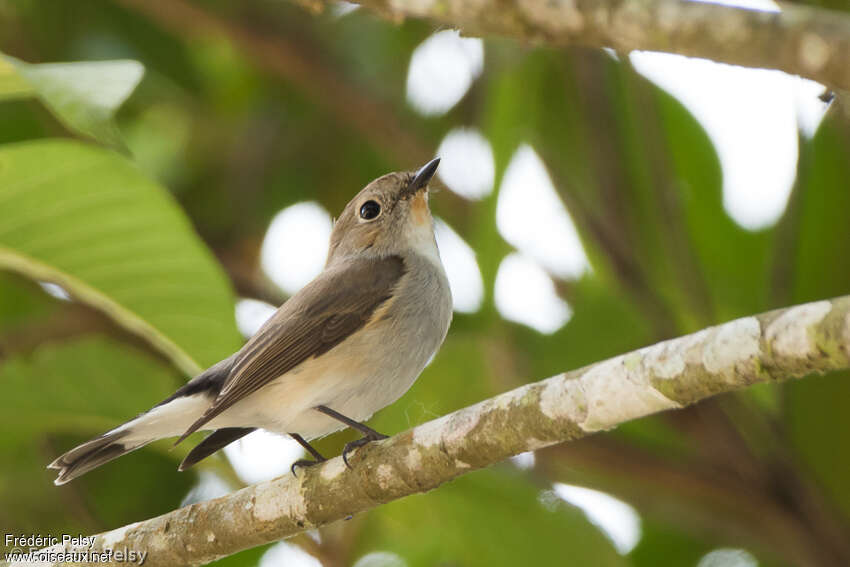 Taiga Flycatcher male adult post breeding, identification