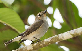 Taiga Flycatcher