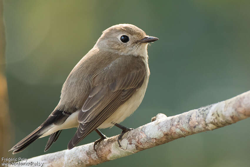 Taiga Flycatcher male adult post breeding, identification